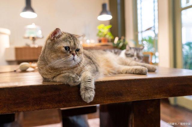 MK体育此从呕吐到康复的全流程：猫咪肠胃炎家庭护理指南(图4)