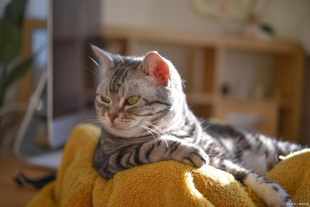 MK体育此从呕吐到康复的全流程：猫咪肠胃炎家庭护理指南(图5)