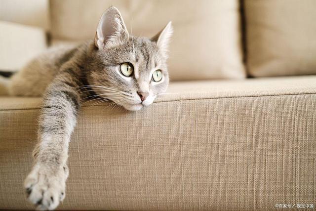 MK体育此从呕吐到康复的全流程：猫咪肠胃炎家庭护理指南(图3)