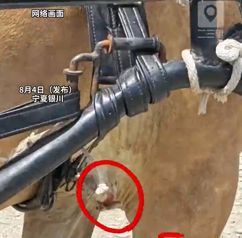 游客量激增马匹大腿被磨MK体育得皮开肉绽仍在拉车！景区致歉：深感自责(图1)